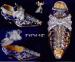 Trinket Box: VICTORIAN SHOE TRINKET BOX