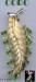 Coro Pin: Vintage CORO Feather Pin in Peridot & Mint