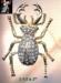 Bug or Spider Pin: Creepy Crawler Rhinestone Bug Pin Brooch