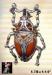 Bug Pin:  Rhinestone Beetle Pin