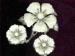 Signed Sarah Coventry SET White Flower Brooch/ Pin & Earring