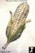 Corn Pin: Harvest Corn Pin, Rhinestone Corn Vegetable Brooch