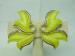 Signed 11W30th St Lucite Yellow & Gold Tone Leaf Earrings