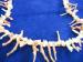 Genuine Angel Skin Branch Fringe Coral Necklace