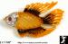 Fish Pin: Rhinestone Enamel Fish Goldfish Pin, Fish Brooch