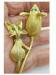 Cute Cat & Mouse Gold Tone Scatter Pins/Brooches