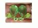 Green Rhinestone & Givre Gold Tone Earrings