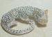 Let Sleeping Cats Lie.....Brooch